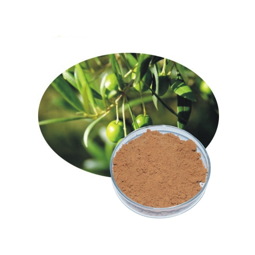 Asian Ginseng Extract (Standard) - Creative Enzymes