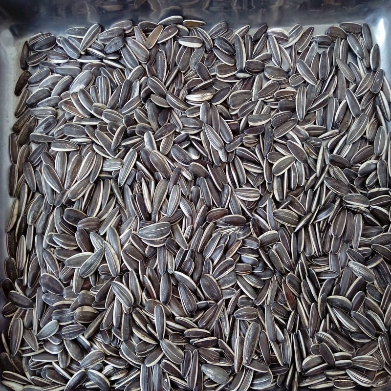 Black Oil Sunflower Seeds - Large Seeded - Microgreens SeedscOTfpGq27fRq