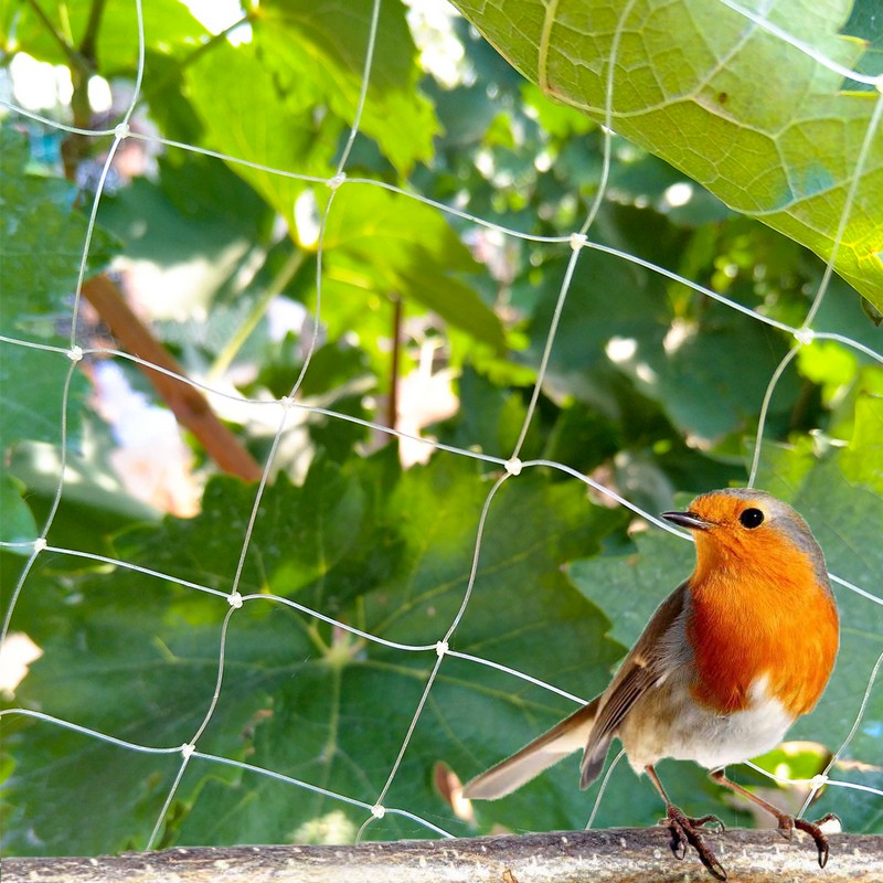 Bird Netting keeps birds out of your garden - Bird B Gone, 