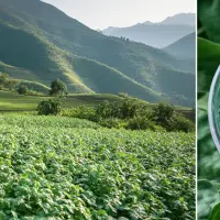 https://shmuker.oss-cn-hangzhou.aliyuncs.com/data/oss/20250131/d698b4bc51c2eb2a512b5ca51c88c8e0/temp_sub_image_2_1738254755759.jpg