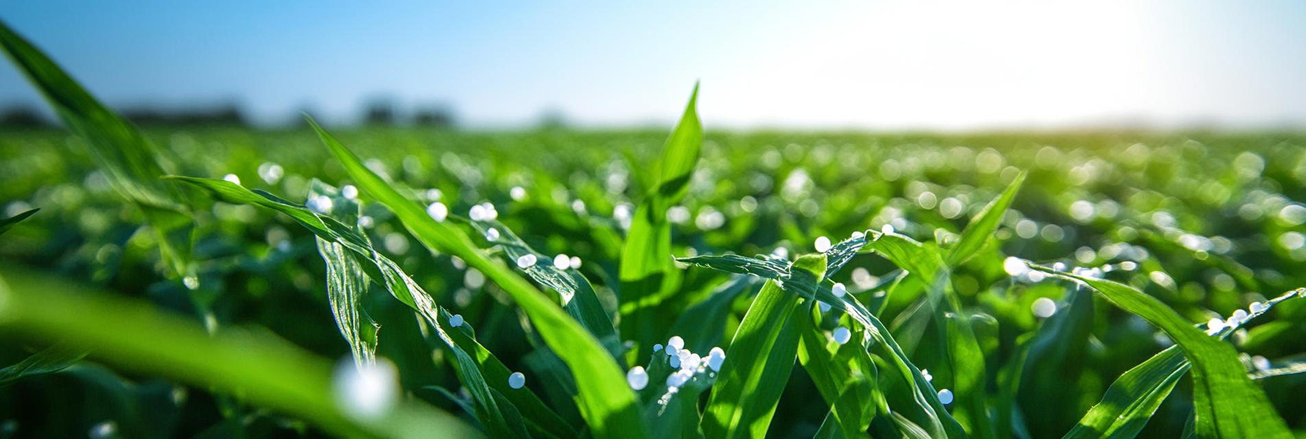 Stressed Crops