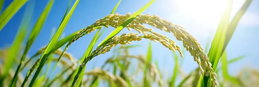 Impacto de los fertilizantes de nitrógeno en la calidad del arroz en China