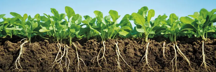 Comment le phosphate monoammonique aide les plantes à résister aux maladies