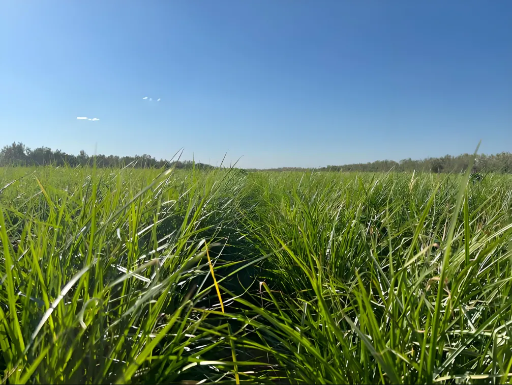 Cyperus oleifera