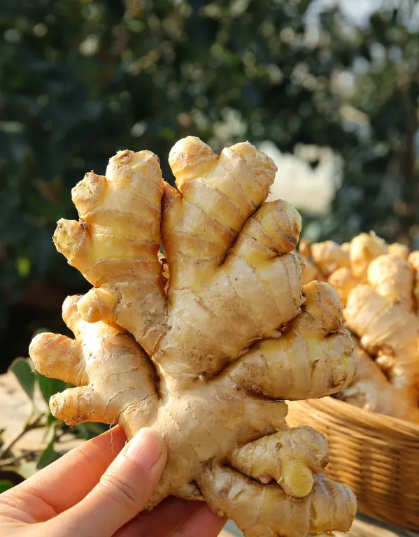 Exceptional Fresh Ginger-4