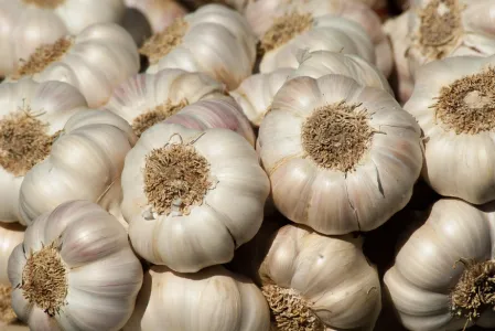 Hochwertiger frischer Knoblauch