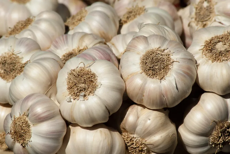 Hochwertiger frischer Knoblauch