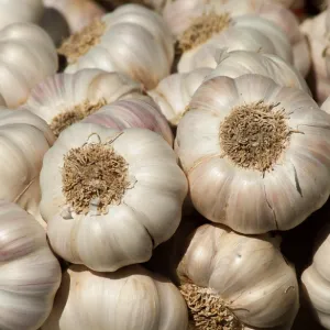 Hochwertiger frischer Knoblauch