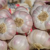Ganzjährig stabile Versorgung mit hochwertigem chinesischem Knoblauch!