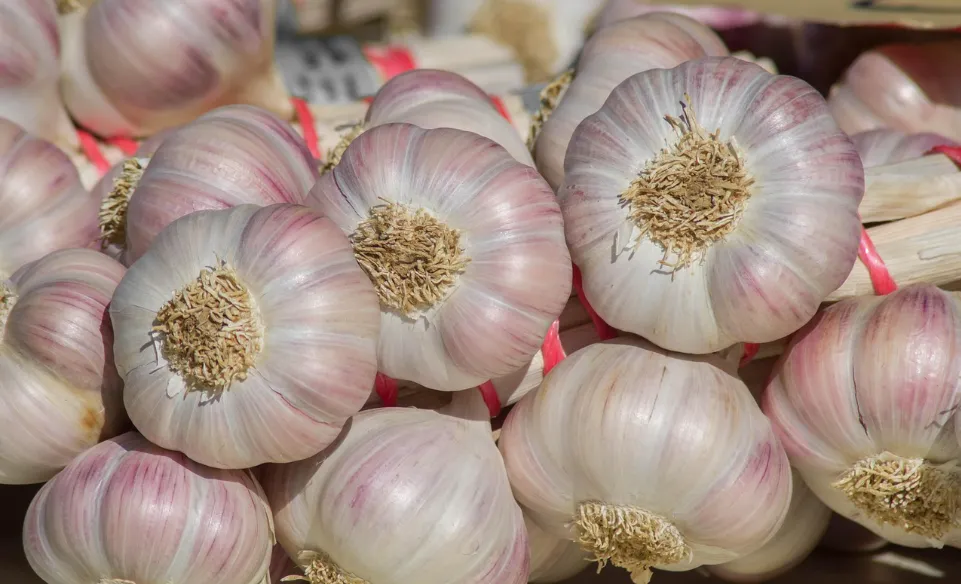 Fresh-Garlic-3.png