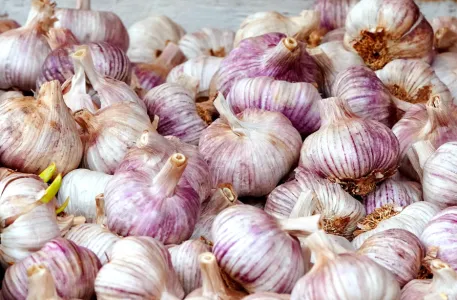 Fresh-Garlic-5.png