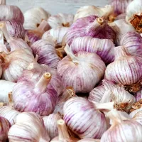 Fresh-Garlic-5.png