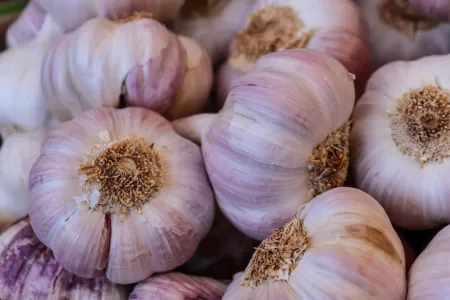 Fresh-Garlic-6.jpg