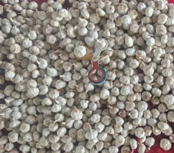 Fresh-Garlic-7.png
