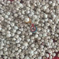 Fresh-Garlic-7.png
