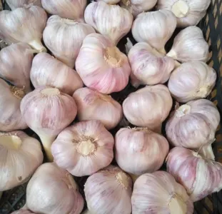 Fresh-Garlic-8.png