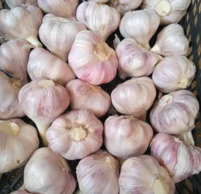 Fresh-Garlic-8.png