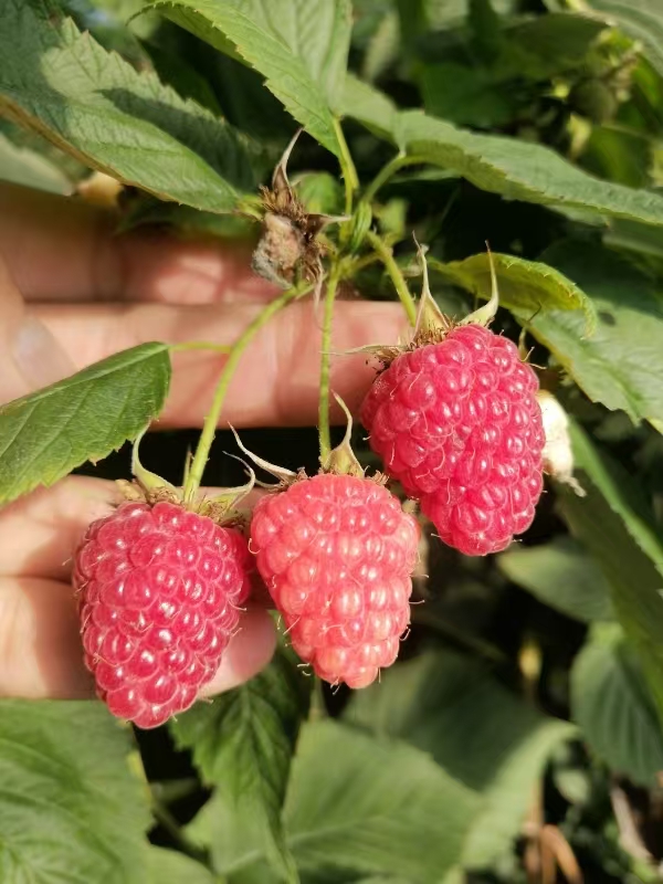 Red raspberries for sale