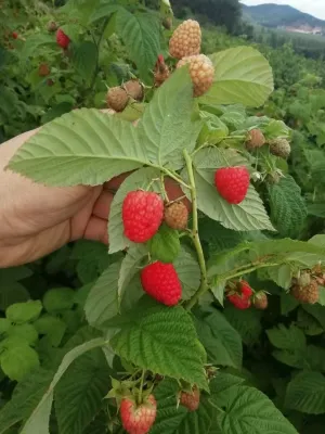 Red Raspberry-9