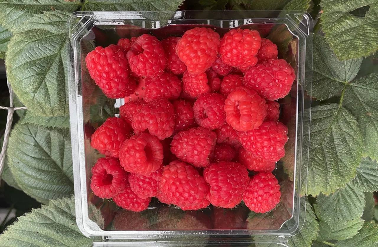 Red Raspberry-4