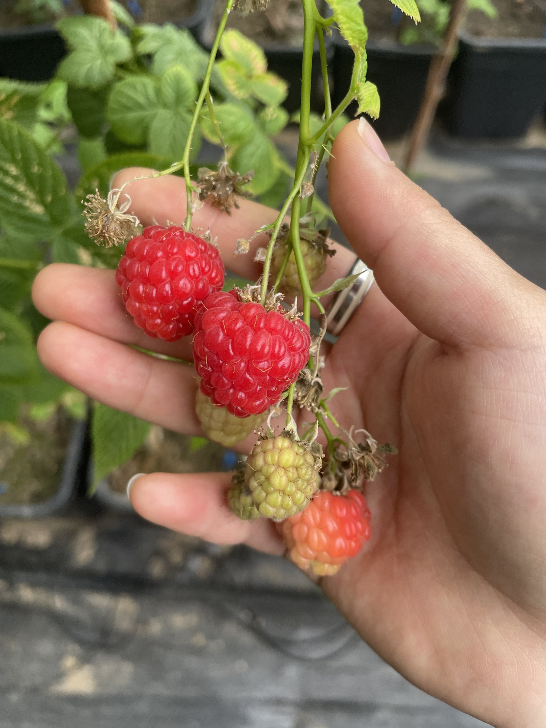 Himbeergetränk und -marmelade