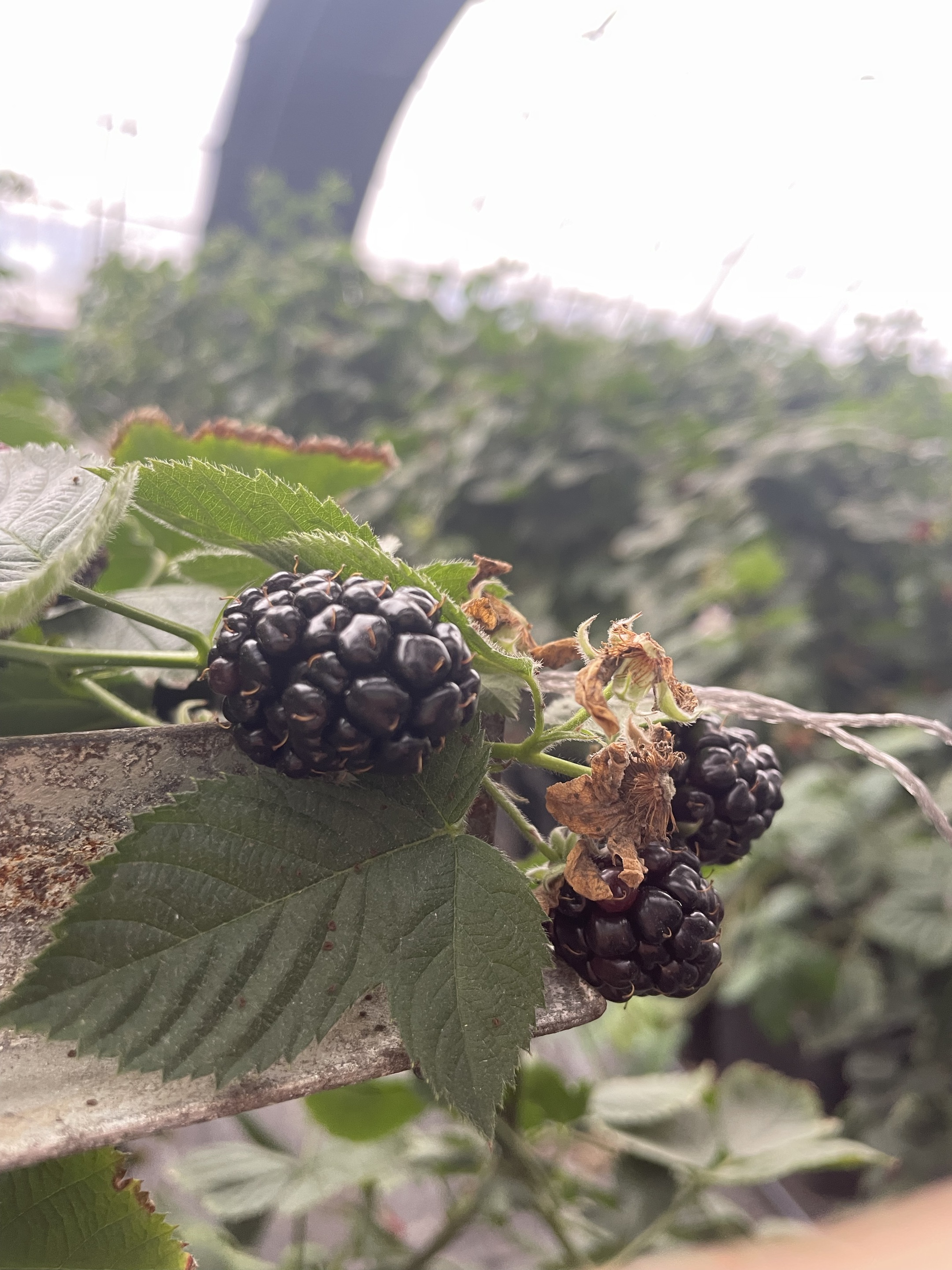 https://shmuker.oss-cn-hangzhou.aliyuncs.com/data/oss/66d58a59025e1d1d0a2b0974/6807466ccb41d42a9aada58c/20250424161445/12e21f0f-f10c-45ee-bfed-d62dce2aa080.jpg