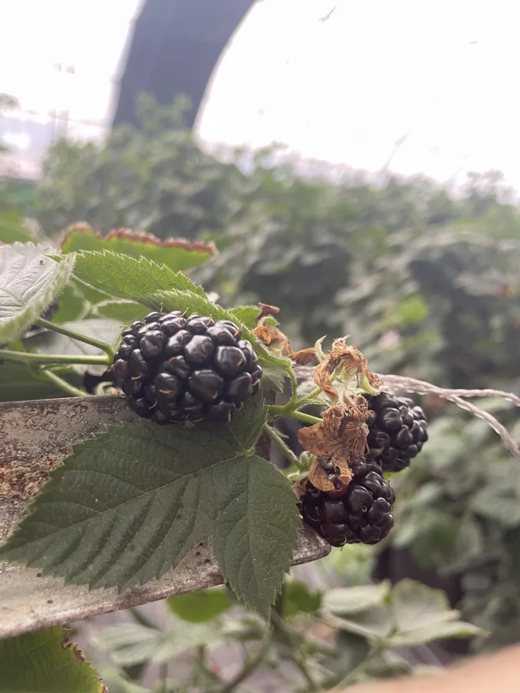 https://shmuker.oss-cn-hangzhou.aliyuncs.com/data/oss/66d58a59025e1d1d0a2b0974/6807466ccb41d42a9aada58c/20250424161445/12e21f0f-f10c-45ee-bfed-d62dce2aa080.jpg