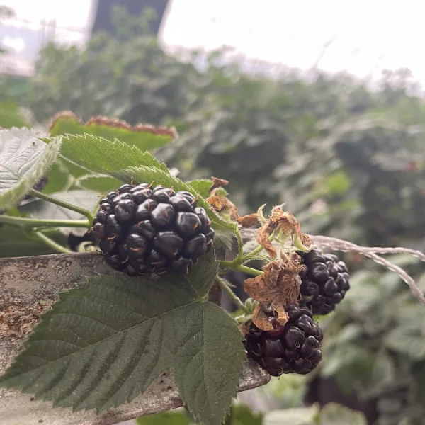 https://shmuker.oss-cn-hangzhou.aliyuncs.com/data/oss/66d58a59025e1d1d0a2b0974/6807466ccb41d42a9aada58c/20250424161445/12e21f0f-f10c-45ee-bfed-d62dce2aa080.jpg