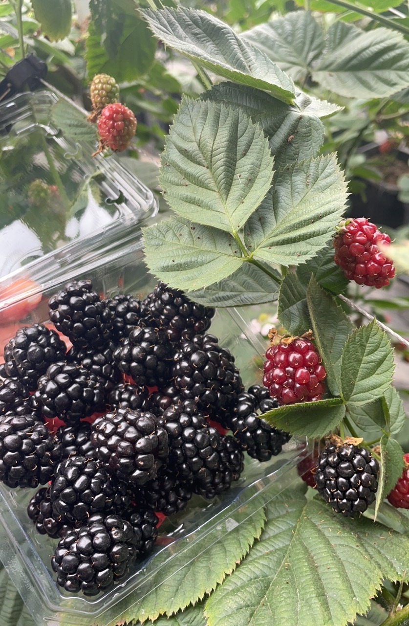 Trends beim Konsum gefrorener Brombeeren in verschiedenen Ländern