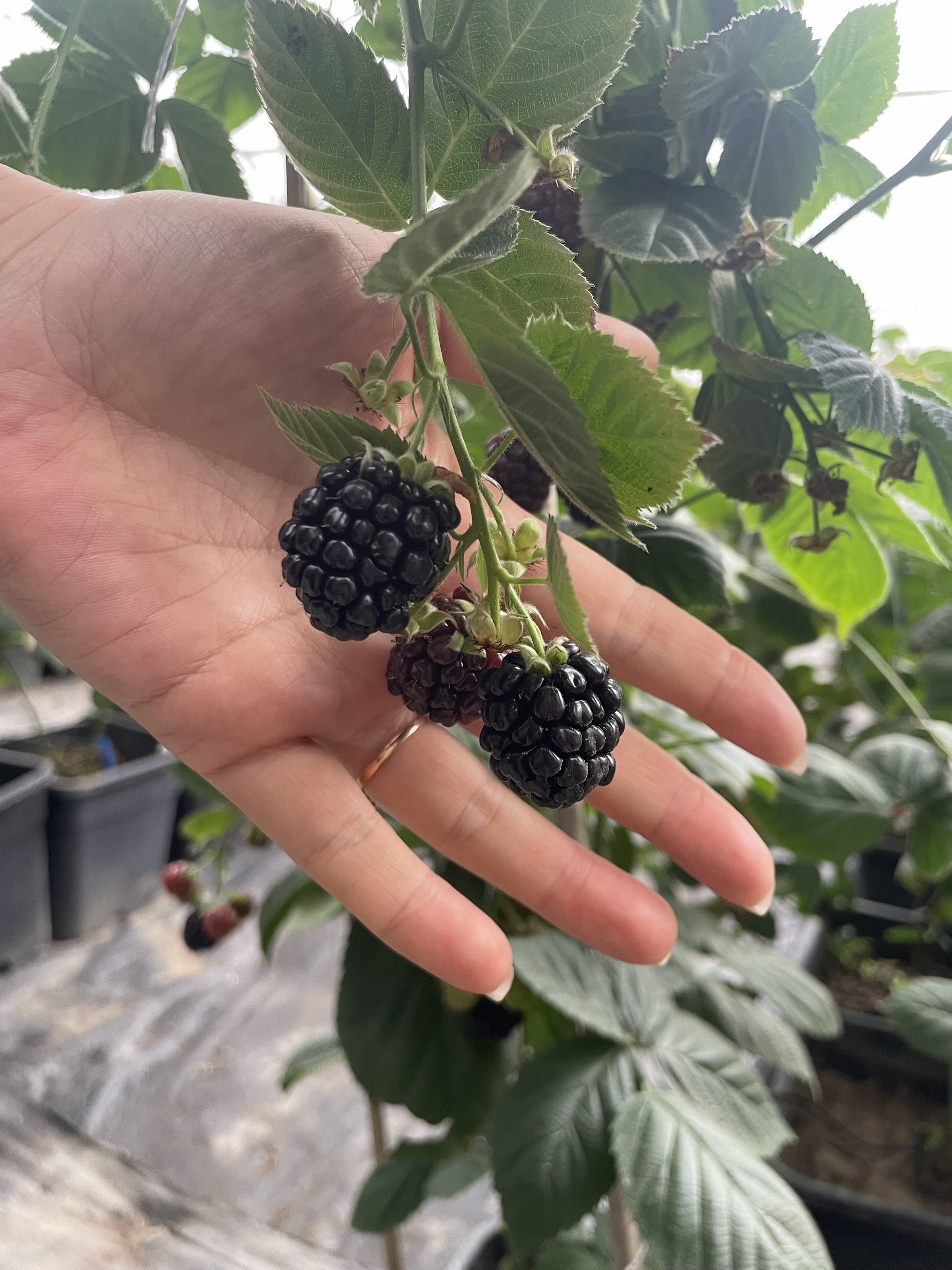 https://shmuker.oss-cn-hangzhou.aliyuncs.com/data/oss/66d58a59025e1d1d0a2b0974/6807466ccb41d42a9aada58c/20250424161445/720b69eb-8f0d-415d-9872-054a0d6bba26.jpg