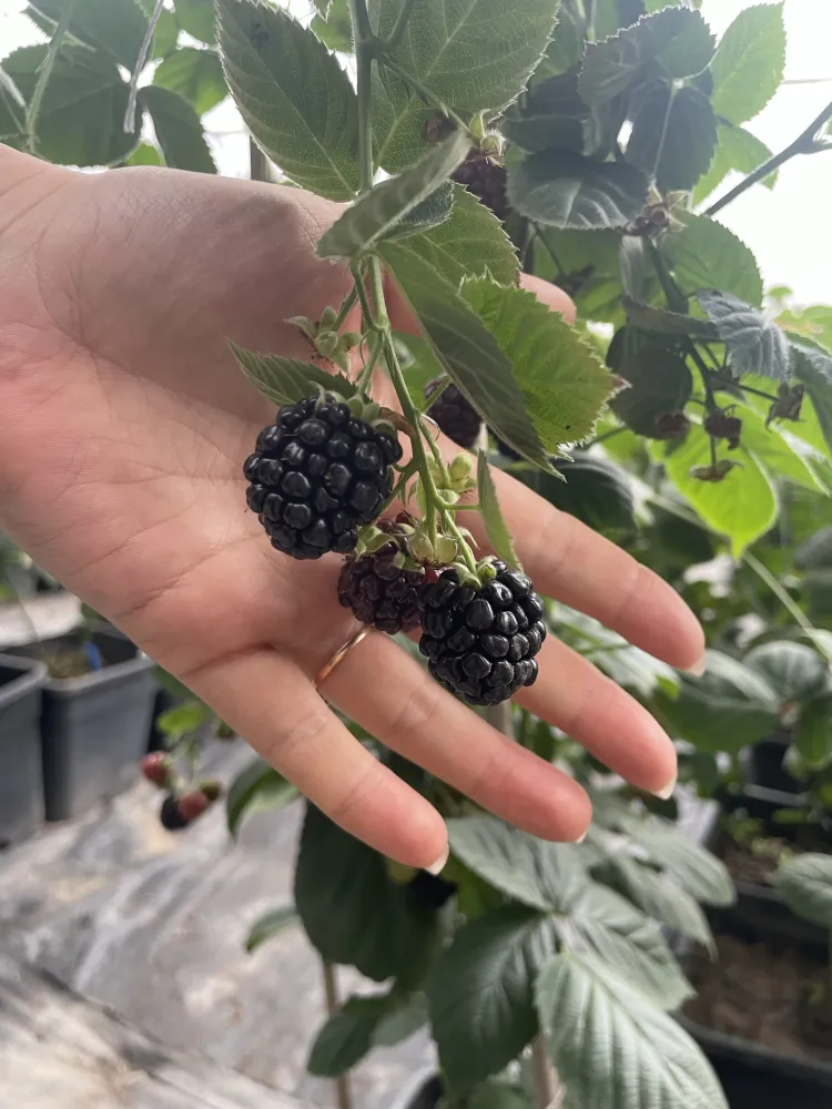 https://shmuker.oss-cn-hangzhou.aliyuncs.com/data/oss/66d58a59025e1d1d0a2b0974/6807466ccb41d42a9aada58c/20250424161445/720b69eb-8f0d-415d-9872-054a0d6bba26.jpg