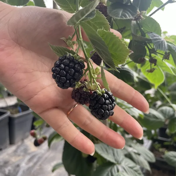 https://shmuker.oss-cn-hangzhou.aliyuncs.com/data/oss/66d58a59025e1d1d0a2b0974/6807466ccb41d42a9aada58c/20250424161445/720b69eb-8f0d-415d-9872-054a0d6bba26.jpg