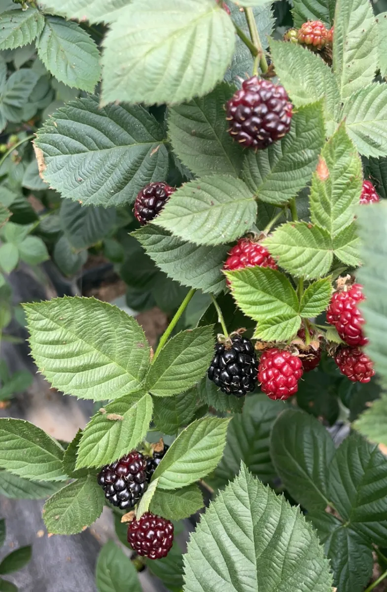blackberrie-3