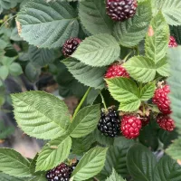 blackberrie-3