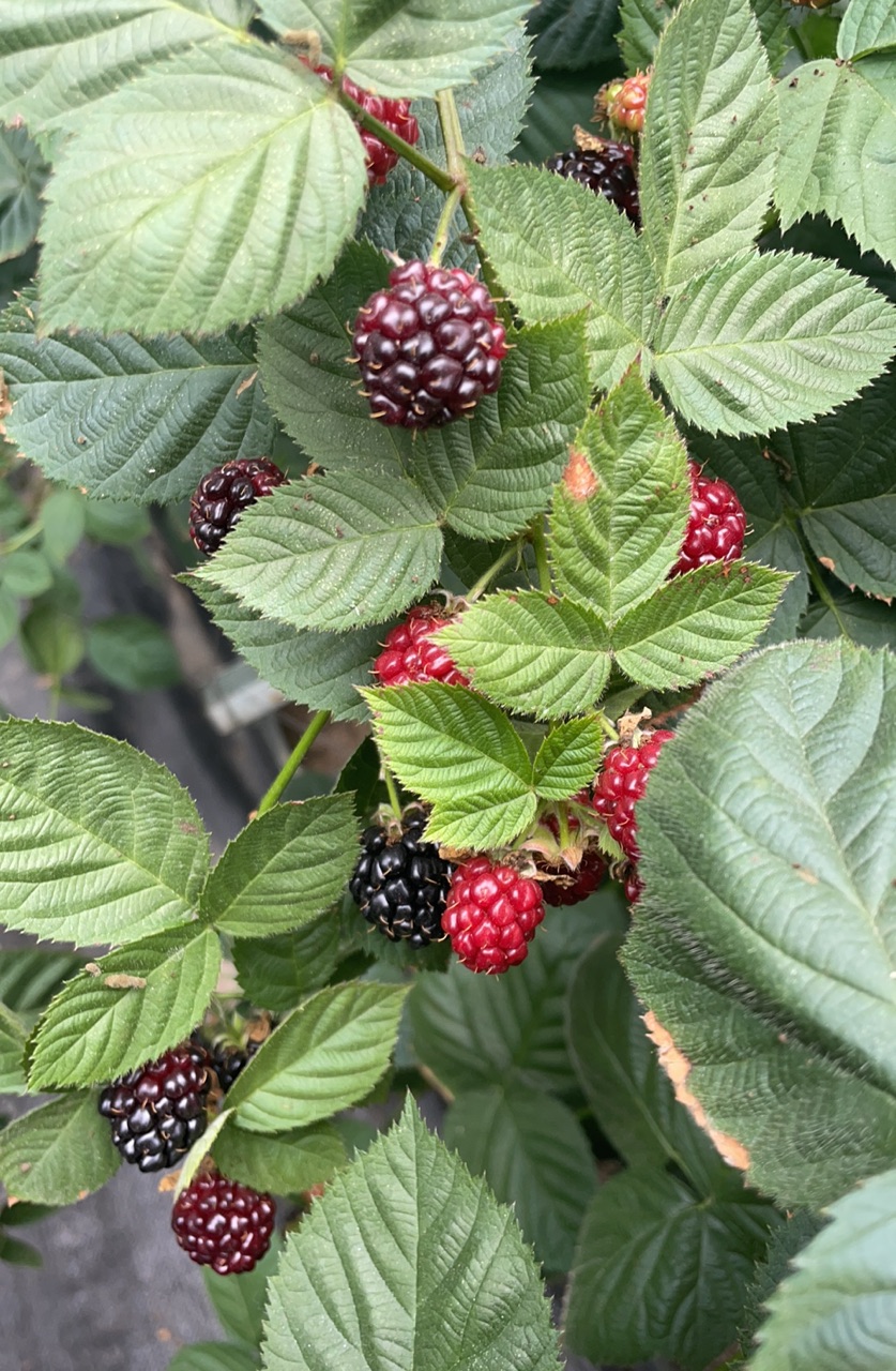 High - quality frozen blackberries