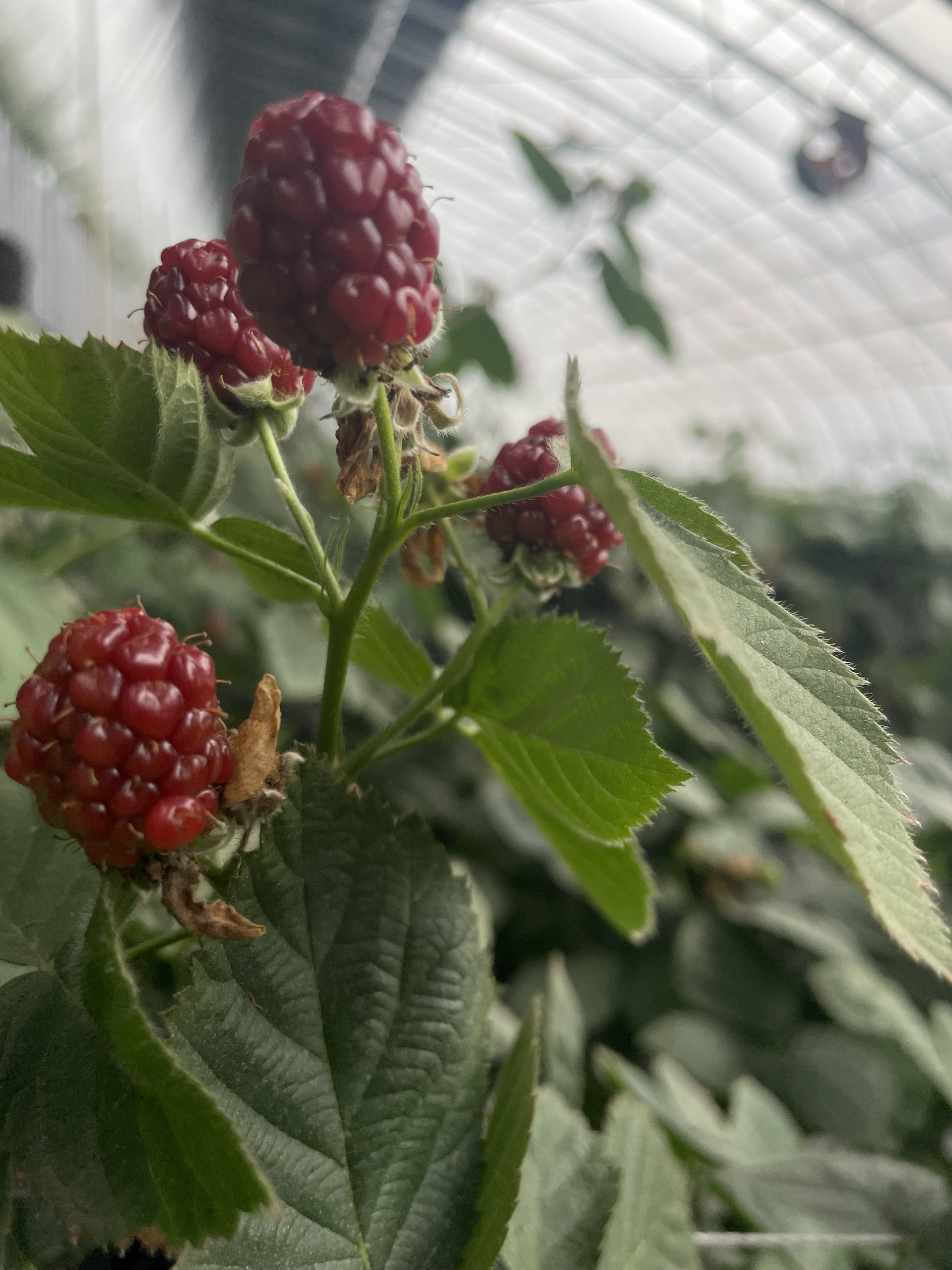 Blackberries packed for shipment