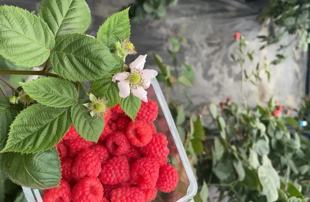 1745732270017_Red Raspberry-1.png