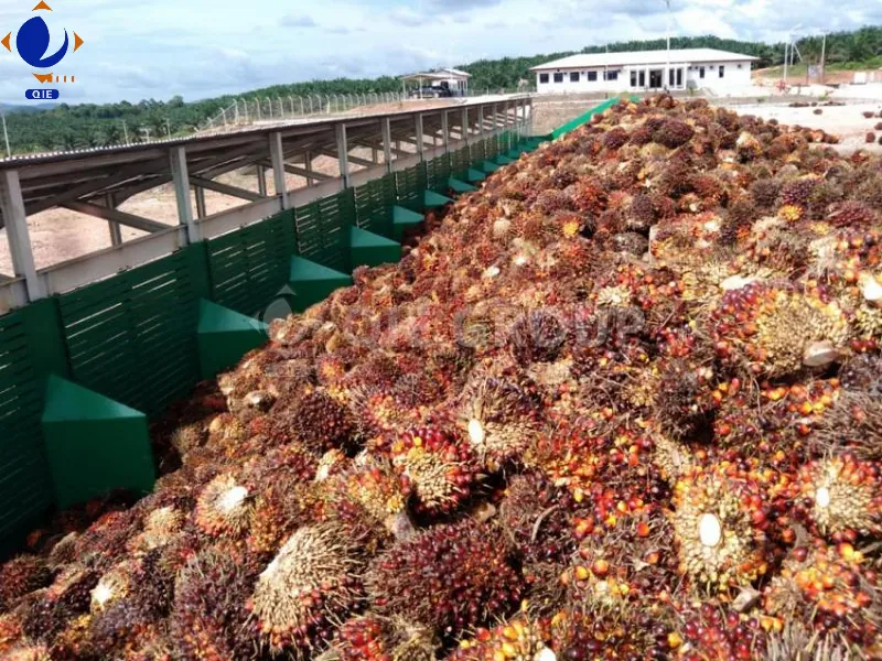 Palm Fruit Reception