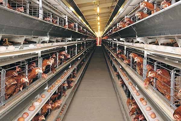 Eficiencia en la producción de huevos con sistema automatizado