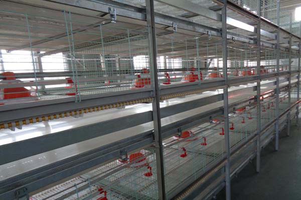 broiler-chicken-cages-for-sale-in-philippines-for-50000-chicken.jpg