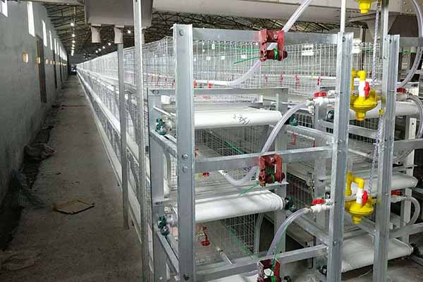 broiler-chicken-cages-for-sale-in-tanzania-for-50000-chickens.jpg