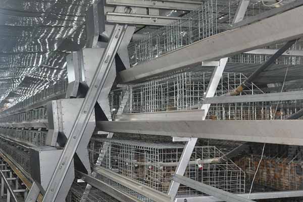 Best Poultry Farm Equipment for Beginners Start 10000 Chickens