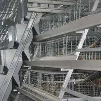 https://shmuker.oss-cn-hangzhou.aliyuncs.com/data/oss/681c58426f30b445a9ac020d/681c58426f30b445a9ac0213/20250513154910/best-poultry-farm-equipment-for-beginners-start-10000-chickens-.jpg