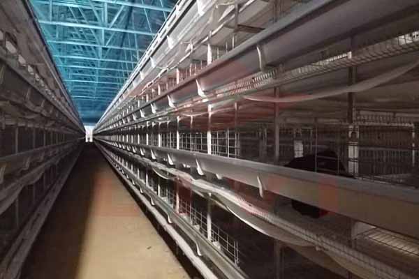 automatic-chicken-layer-house-using-h-type-layer-cage.jpg