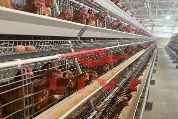 20000-layers-a-type-chicken-cages-for-sale-in-uganda.jpg