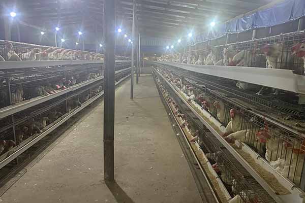 h-type-3-tiers-layer-cages-in-ghana-for-10000-chickens-.jpg