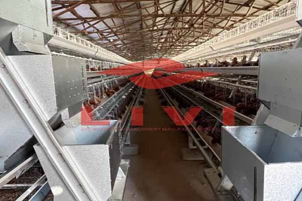 tanzanian-poultry-farmer-orders-318-sets-of-a-type-layer-cages.jpg