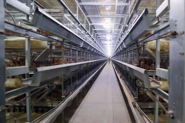 30000-broilers-farming-battery-cages-price-in-south-africa.jpg