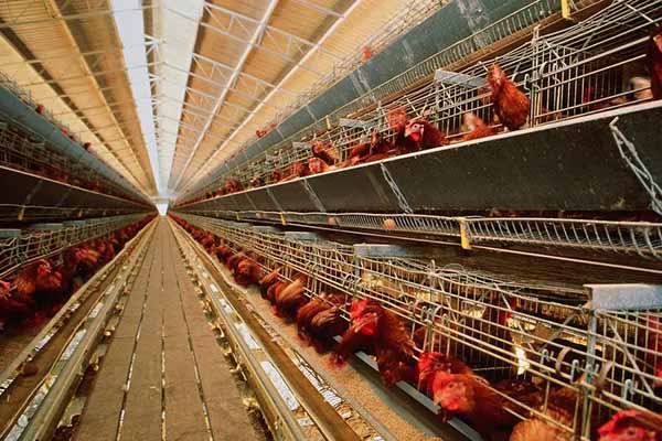a nigerian poultry farmers strikes gold with chicken layer cages from rages to riches