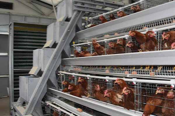 Sistema automatizado de alimentación y recolección de huevos de jaulas Livi Machinery